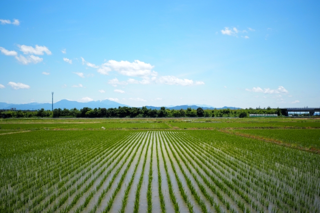 田んぼ